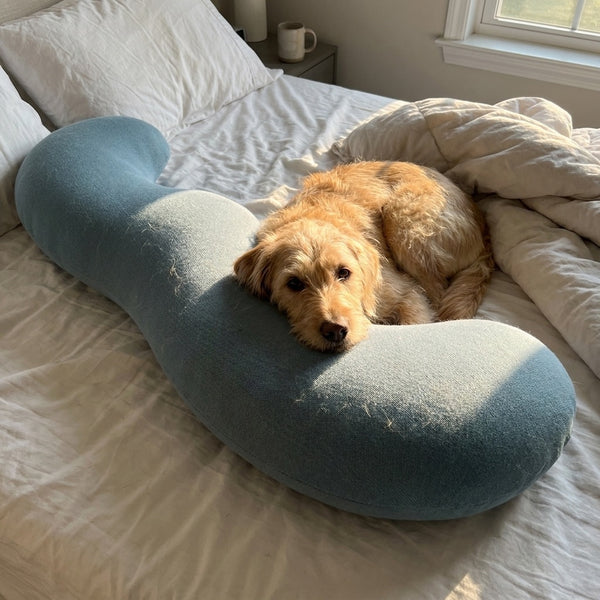 Dog curled up inside the curve of the Cuddle Curve body pillow